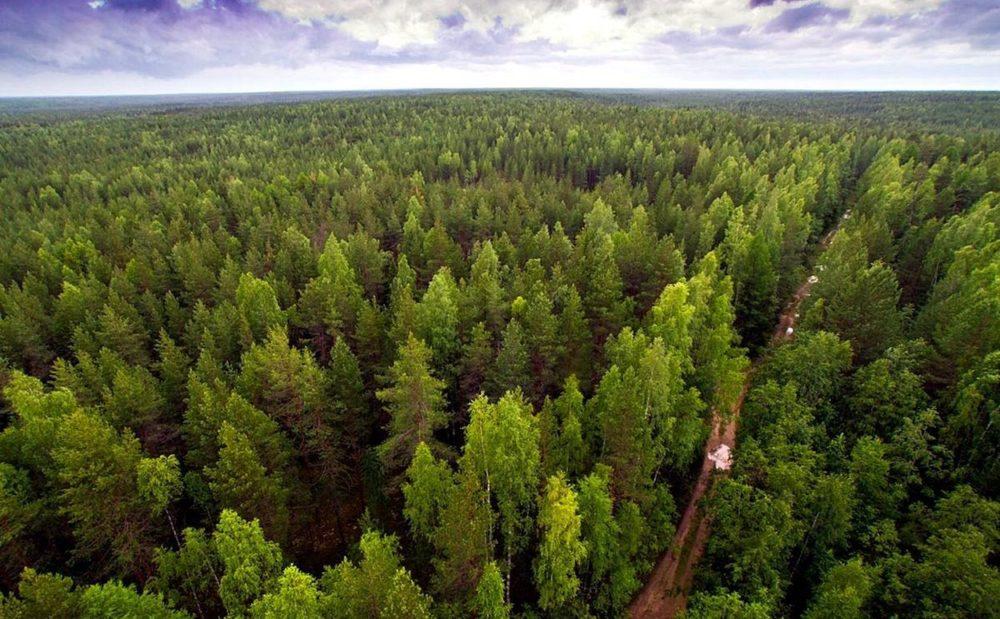 Новое В Лесном Законодательстве В 2022 Году