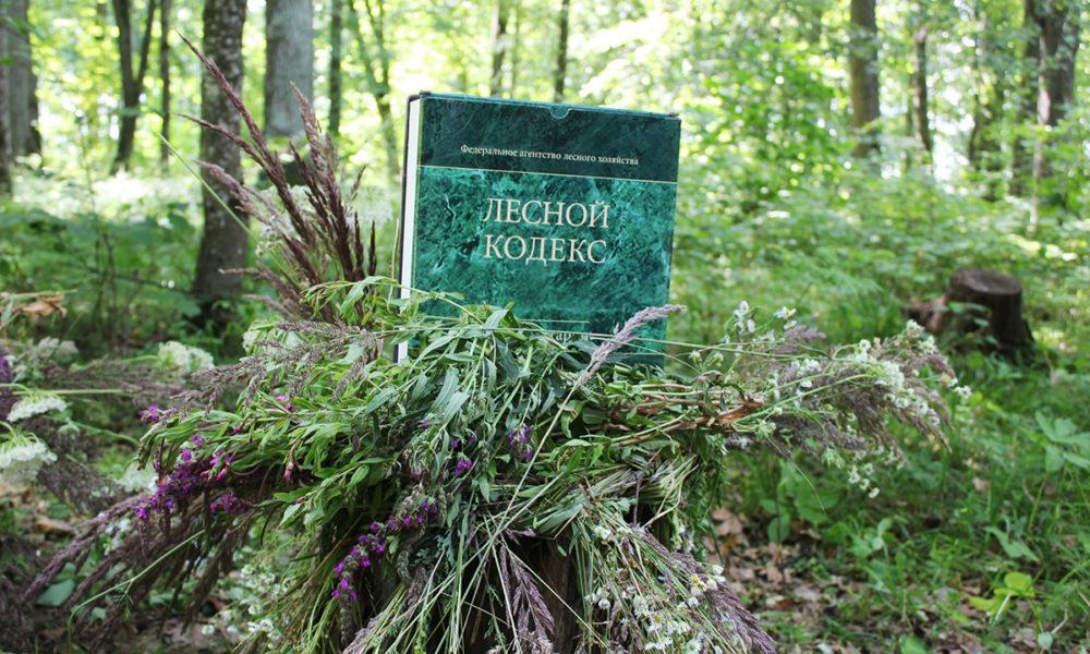 Новое В Лесном Законодательстве В 2022 Году